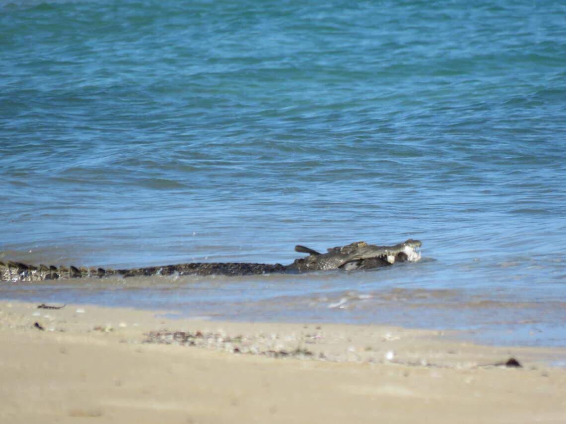 After a successful hunt, the crocodile pulled the bird back out to sea.