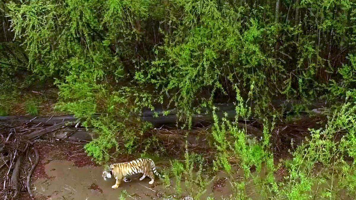 A tiger called T-1 by officials in India — not the one pictured above, which is from Russia — may be lured with Calvin Klein’s Obsession cologne after the big cat is accused of killing between nine to 13 people in Pandharkawada and has eluded capture for months.