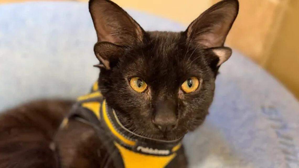 dobby the cat four eared cat