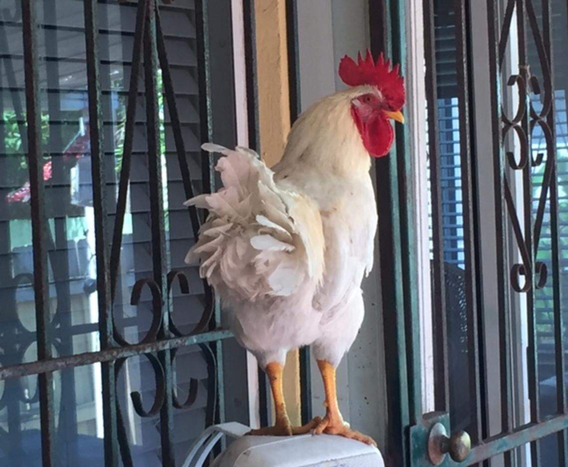 A rooster named Payo perched in the backyard patio of the house where his owners live. Neighbors have complained that he attacks their pets and disturbs the peace with his loud crowing.