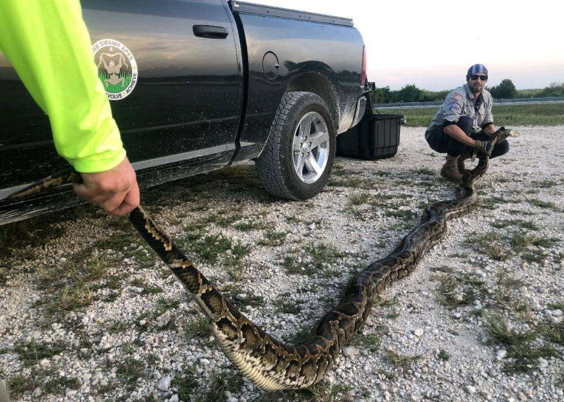 Burmese pythons are invasive and have decimated entire populations of small mammals in the Everglades.