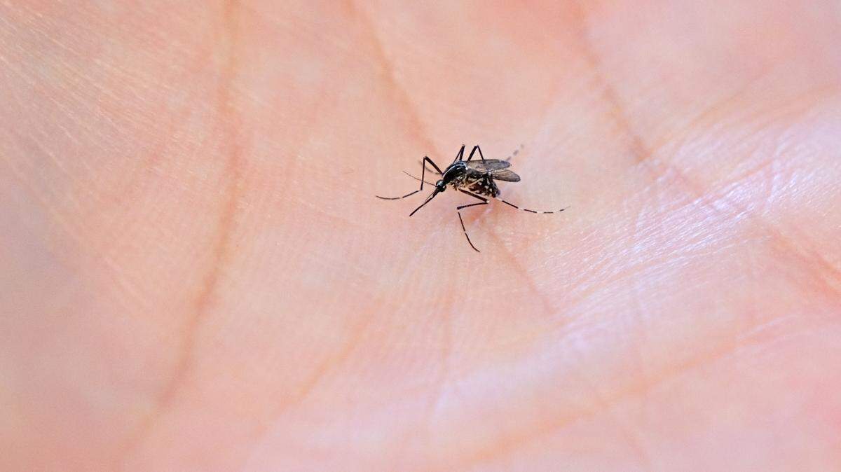 mosquito on skin