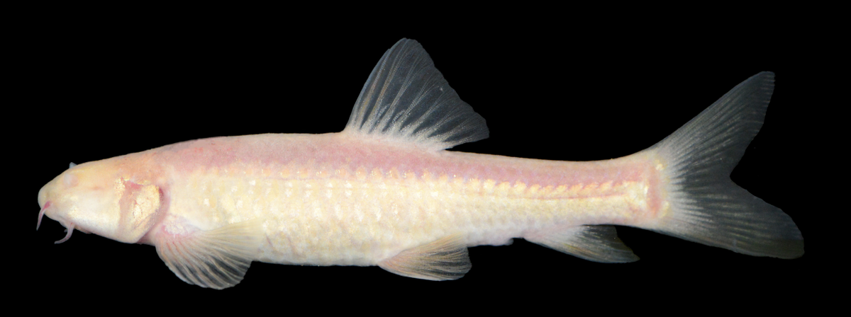 The fish is pinkish to white with mostly translucent fins.