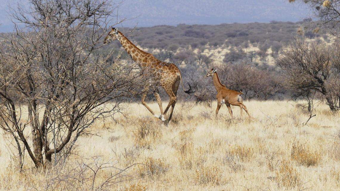 The spotless giraffe was seen following its mother.