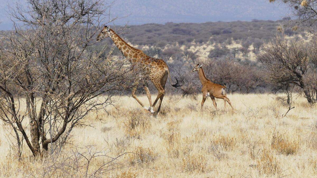 The spotless giraffe was seen following its mother.