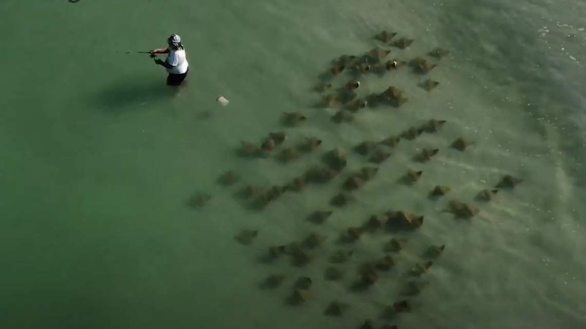 Screen grab of a man fishing off a beach in Florida as a group of stingrays called cownose rays swims behind him.