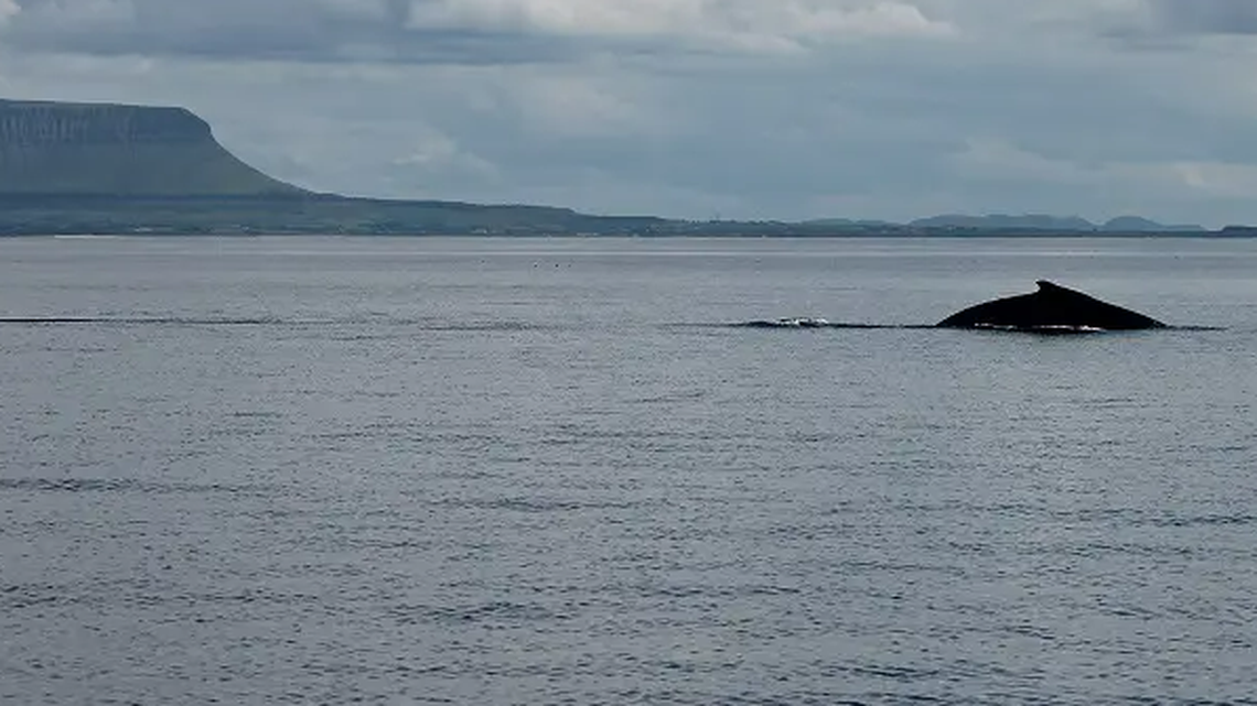 Humpback whales have historically stayed in Ireland’s southwest waters, but they appear to be moving to northwest waters, experts say.