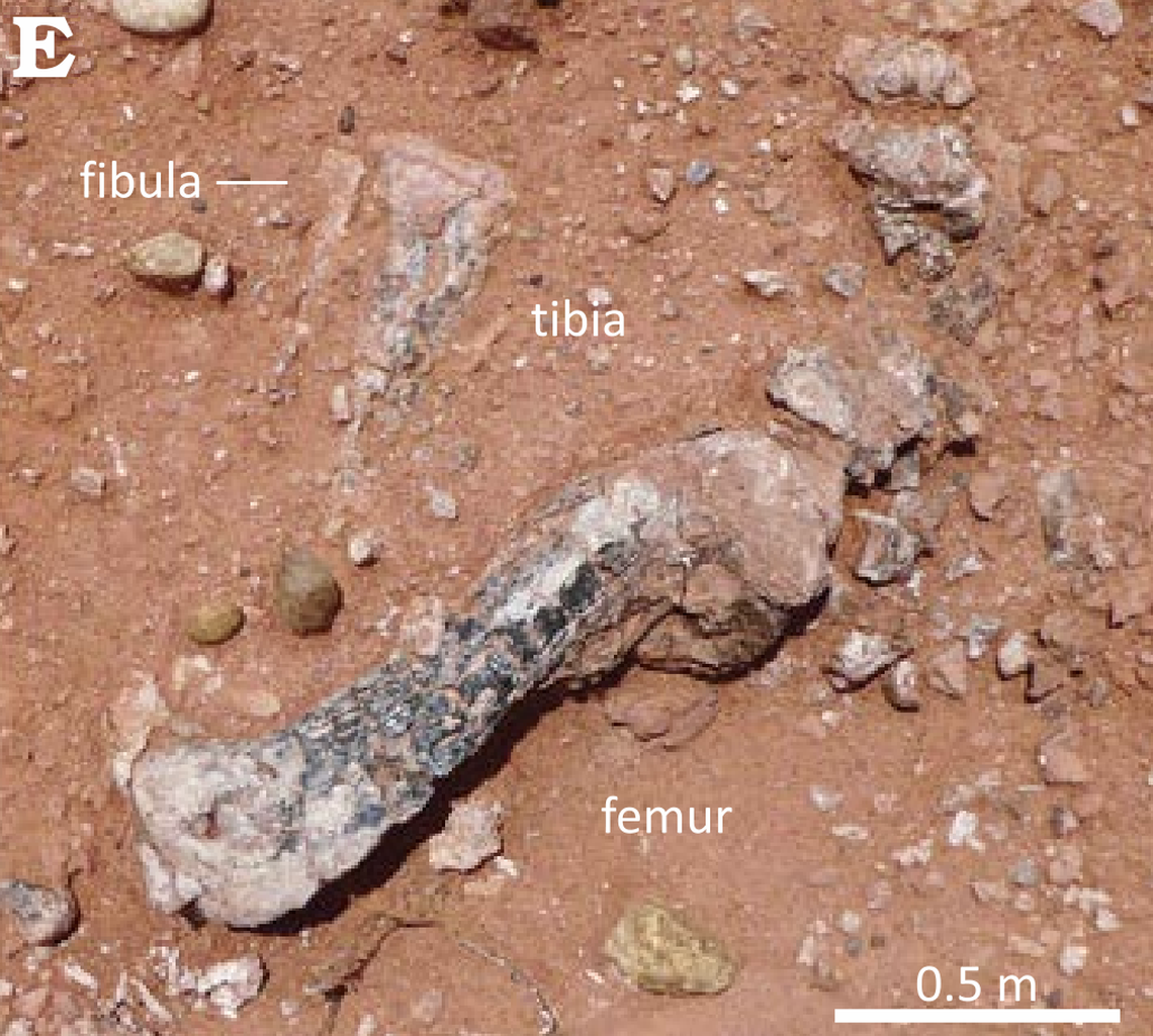 Only bones of the leg of the new species were discovered.