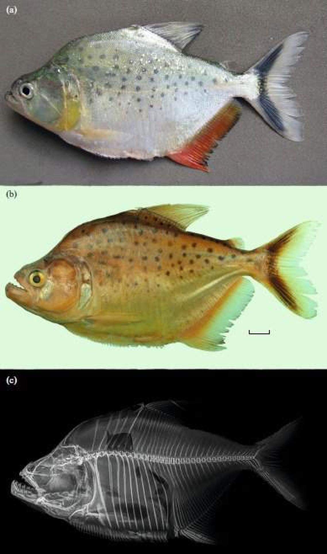 In life, the fish had darker fins than previously thought of piranhas, the researchers said.