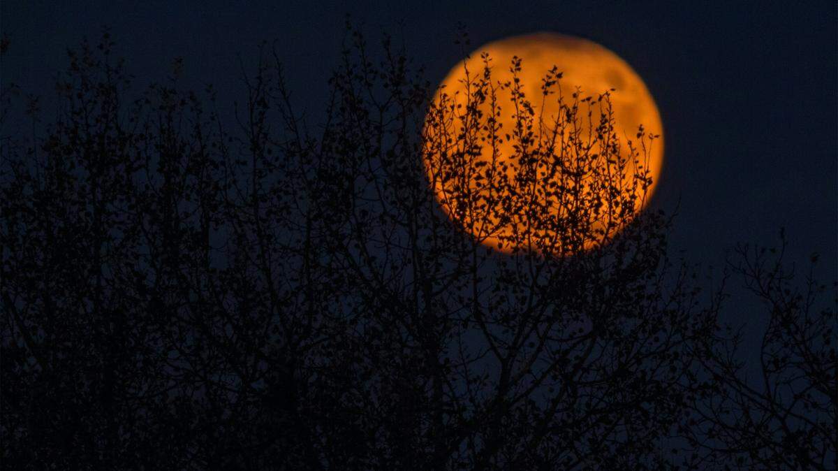 A new nocturnal species uses a uniquely shaped nose to hunt for prey in the dark.