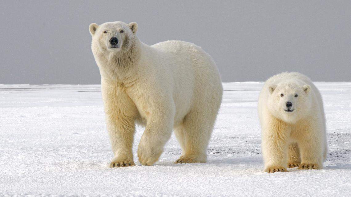 Polar bears hold the key to staying warm in icy temperatures, study finds.