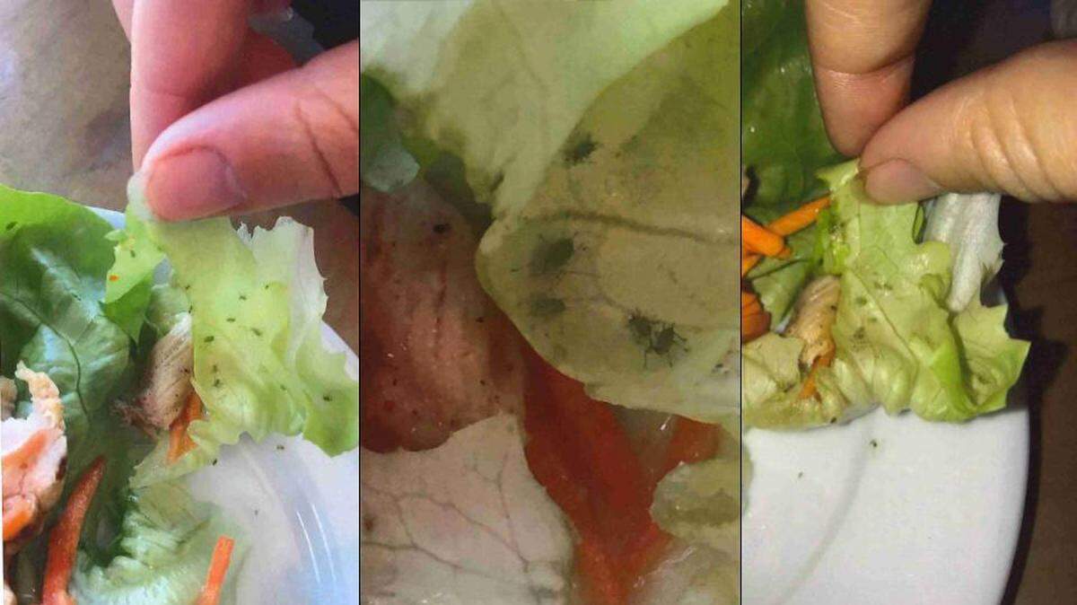 Four Broward County residents claim they were served food with “dozens of live insects and bugs” while eating at the Oasis Bar & Grill club-level lounge buffet at Disney’s Polynesian Village Resort in December.
