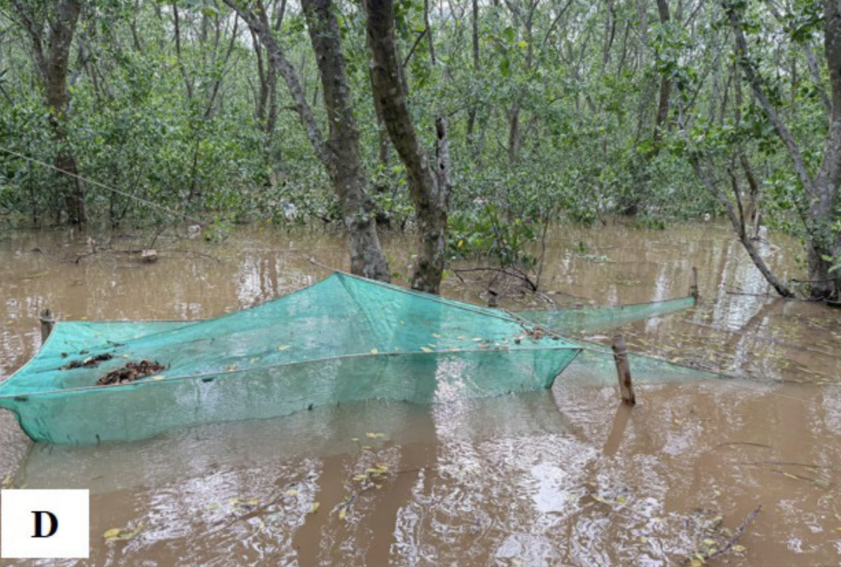 Nets strung between mangroves in Vietnam catch a species for the first time.