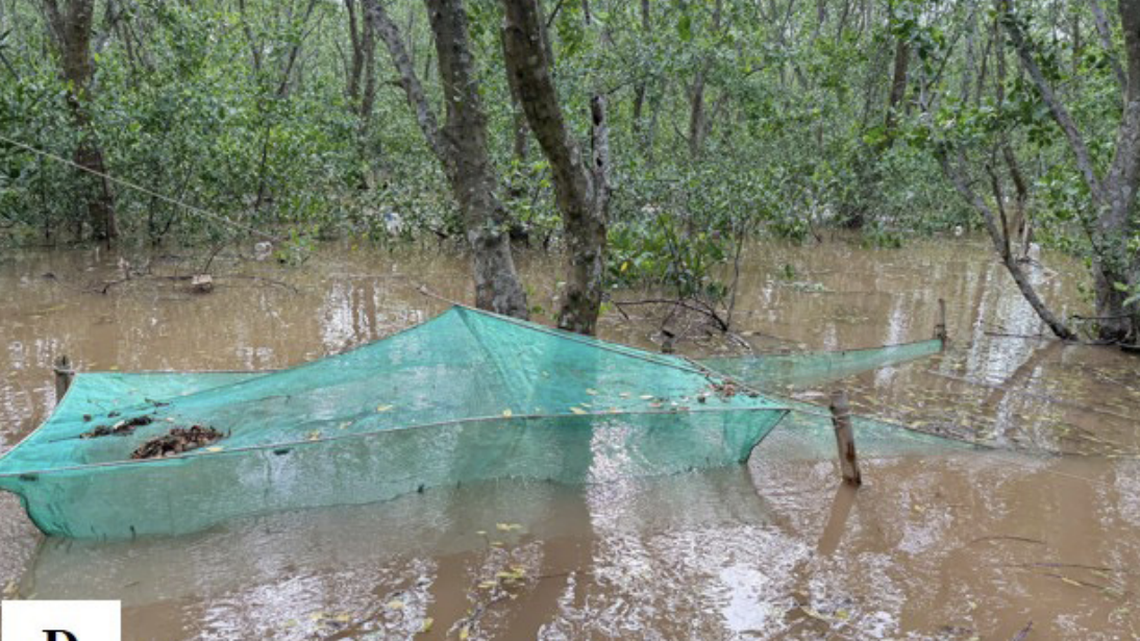 Nets strung between mangroves in Vietnam catch a species for the first time.