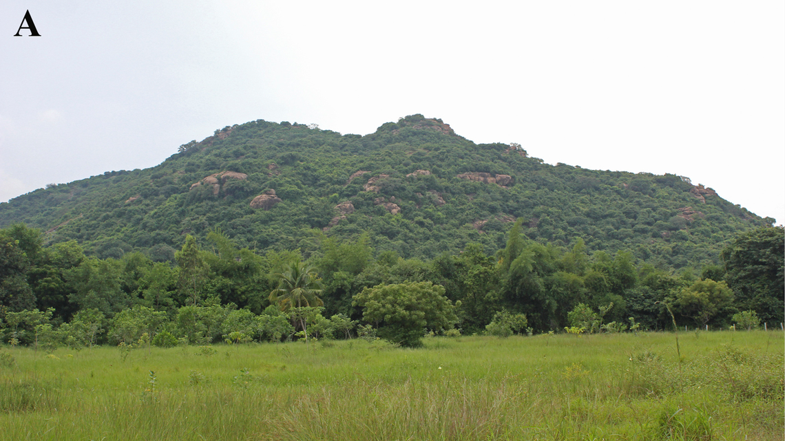 Scientists discovered the similar-looking spotted animals in southeastern India, a study said. Photo shows the Tamil Nadu farm.