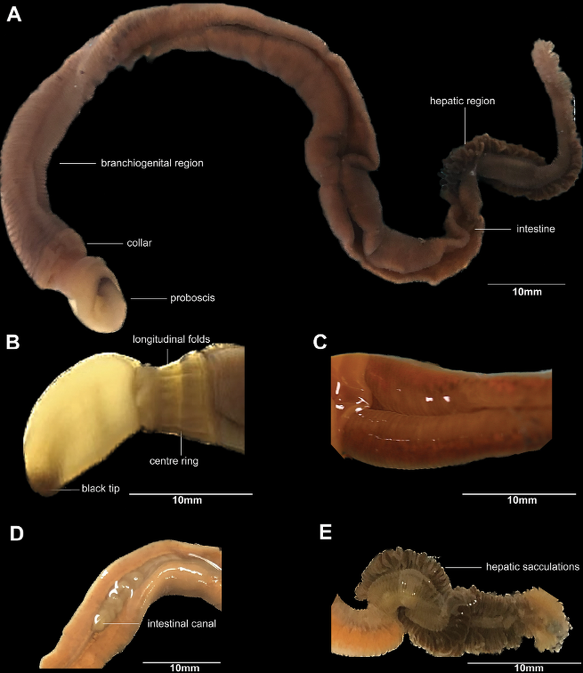 The new species has a black tip on the one end and a thick collar, researchers said.