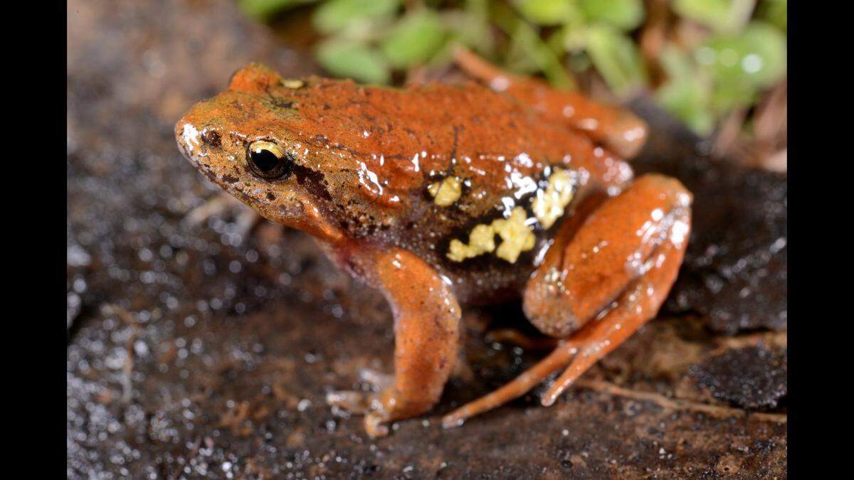 The new species was named after its “sparse, flower-like spots,” researchers said.