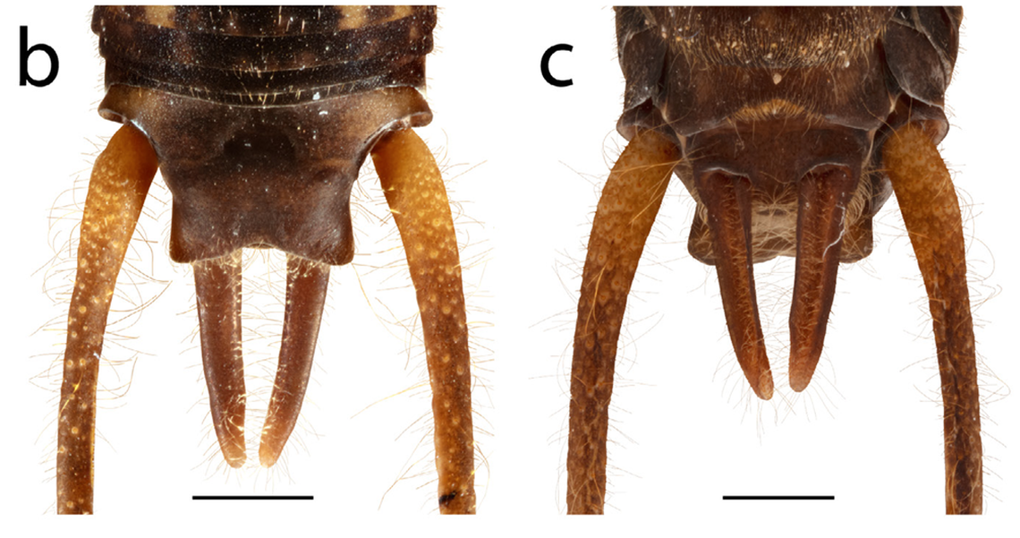 Styli on the back of the male crickets look like tusks, earning the species its name.