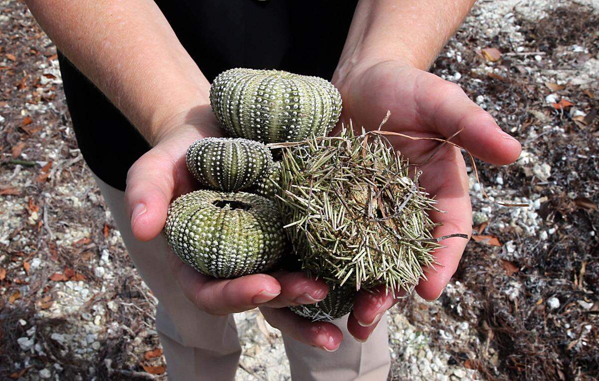 Key Biscayne Mayor Mayra Peña Lindsay holds dead sea urchins in June 2015 collected from the shore after the city of Miami was cited for illegally cutting down more than 1,700 square feet of trees.