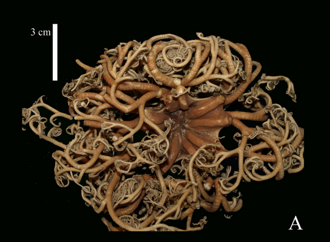 The new sea star species, Astrodendrum juancarlosi, as seen from the top.