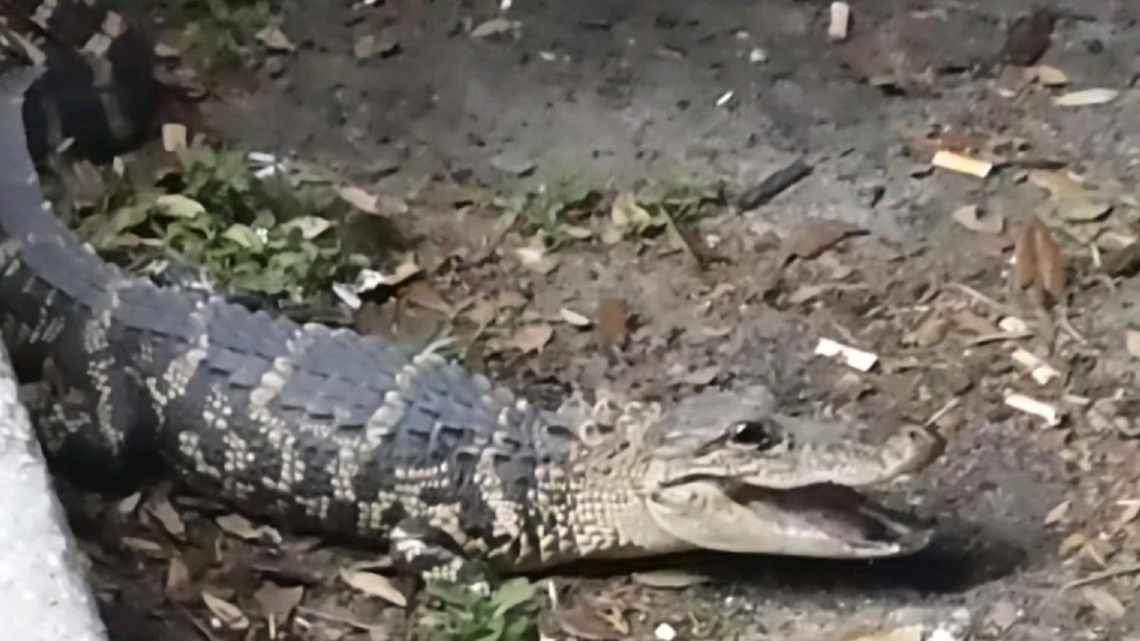 Alligator in Polk County