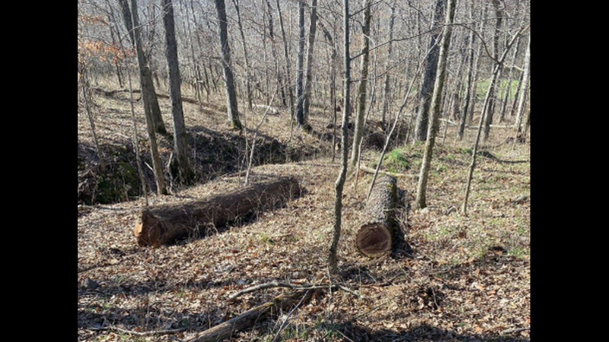 It's suspected a man was pulling the trees to a nearby river, then floating them away in the dark, Tennessee detectives say. 