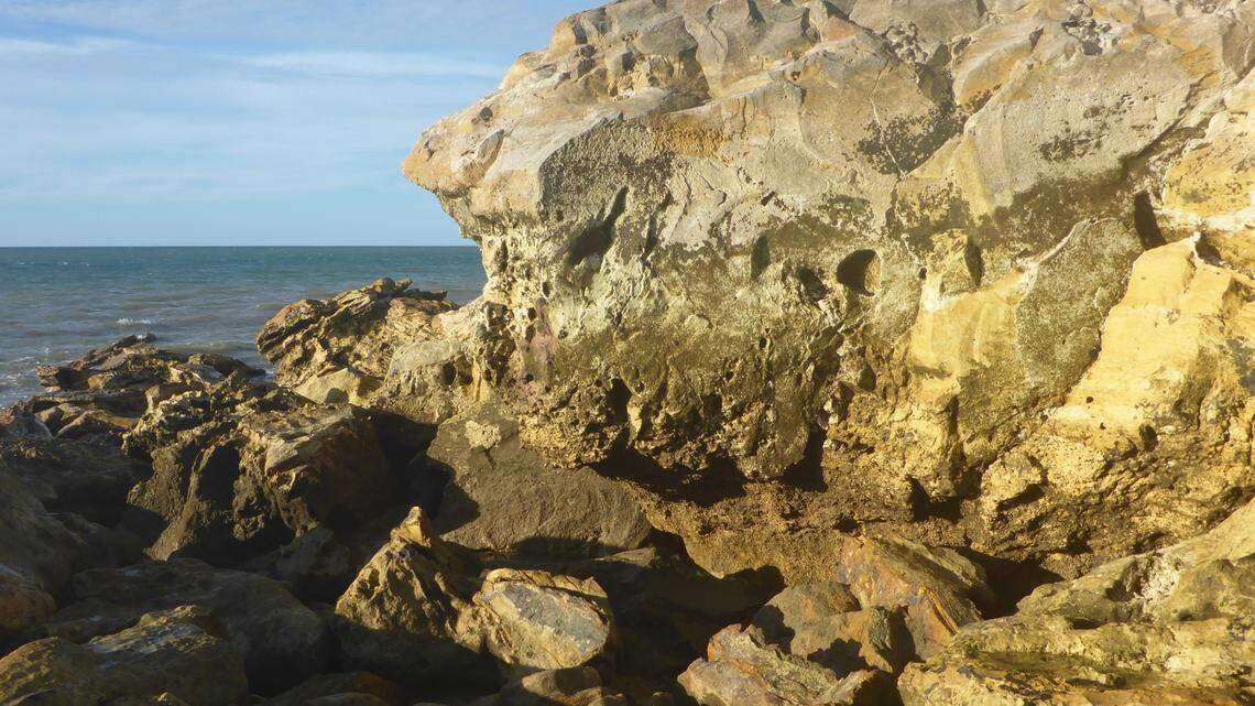 In the rocky intertidal coves of northern Australia, a squishy creature secretes sticky mucus when threatened.