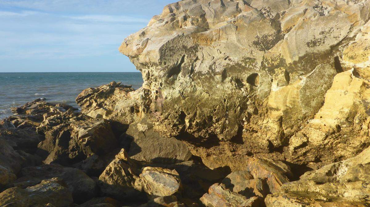 In the rocky intertidal coves of northern Australia, a squishy creature secretes sticky mucus when threatened.