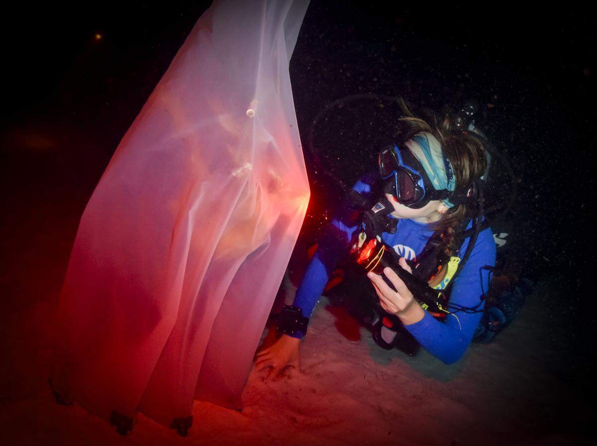 A scientist checks a netted staghorn coral to monitor the spawning, where her flight light is pointing, during the yearly coral spawning event on Tuesday, Aug. 12, 2025, at Spawning Alley, a nursery run by the Coral Restoration Foundation off of Key Largo, Fla. The bundles of egg and sperm work its way towards the top of the polyp to be released into the water column for mating, also called spawning.