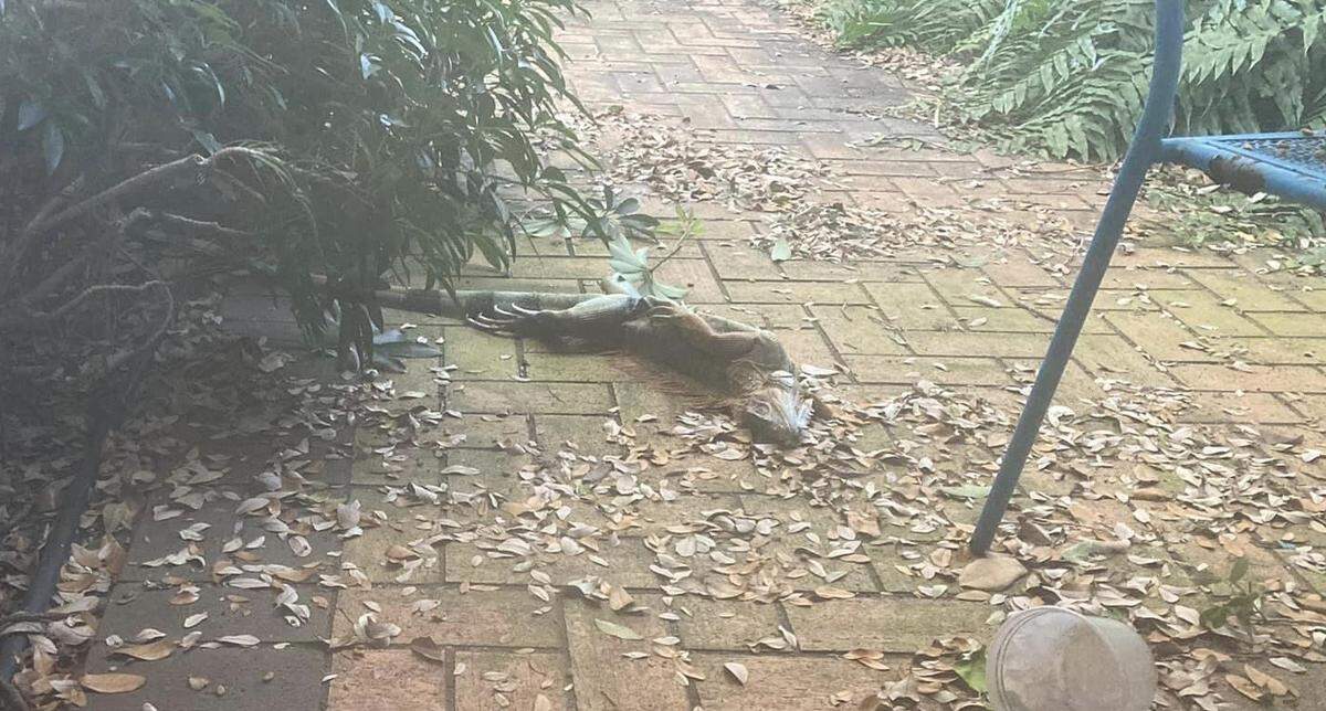 A frozen iguana that fell out of a tree in Hollywood, FL overnight as the temperatures dipped into the 30s in parts of South Florida early Sunday morning.