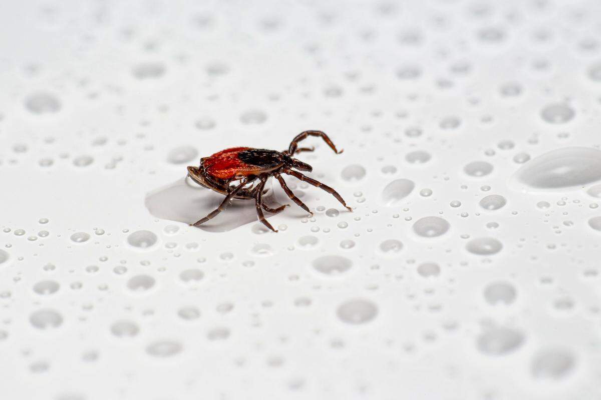 Ticks have an enzyme in their saliva that causes inflammation and, in some cases, paralysis, doctors said.