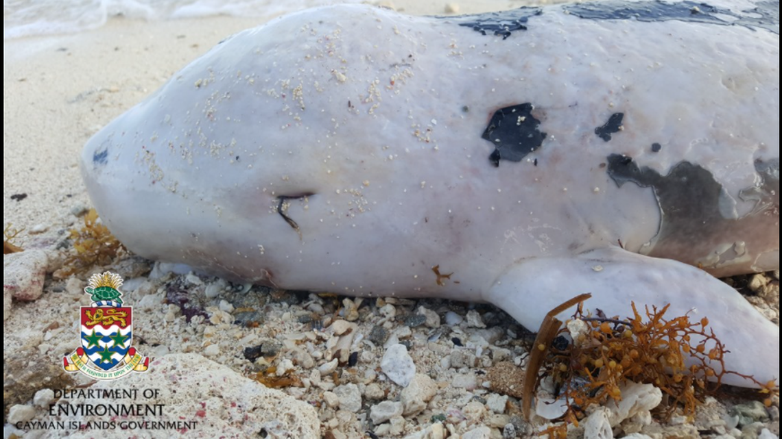 The 3-foot-long corpse — which had no eyes — washed up Aug. 20 near Bodden Town, just days after Tropical Storm Grace lashed the islands with high winds and heavy rain.