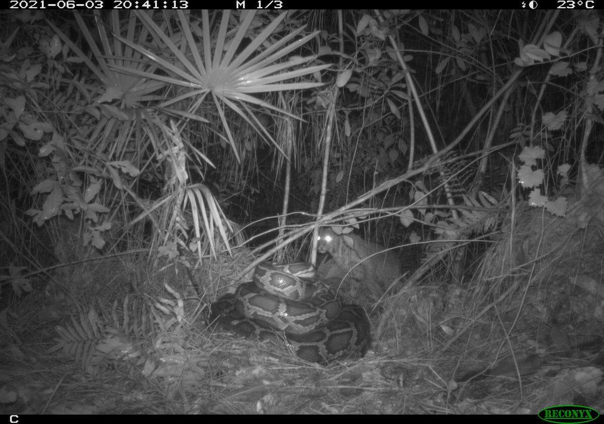 A bobcat was captured on trail camera attacking a Burmese python and destroying its nest in the Florida Everglades.
