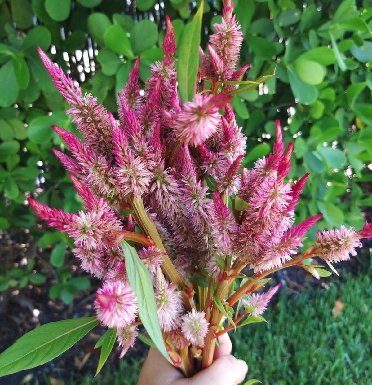 Flores de celosía cultivadas en depósitos de ensayo.