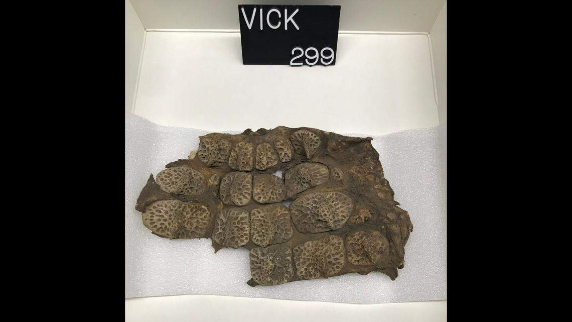 This piece of leather may be from an alligator that attacked a soldier during the Civil War, according to Vicksburg National Battlefield Park in Mississippi.