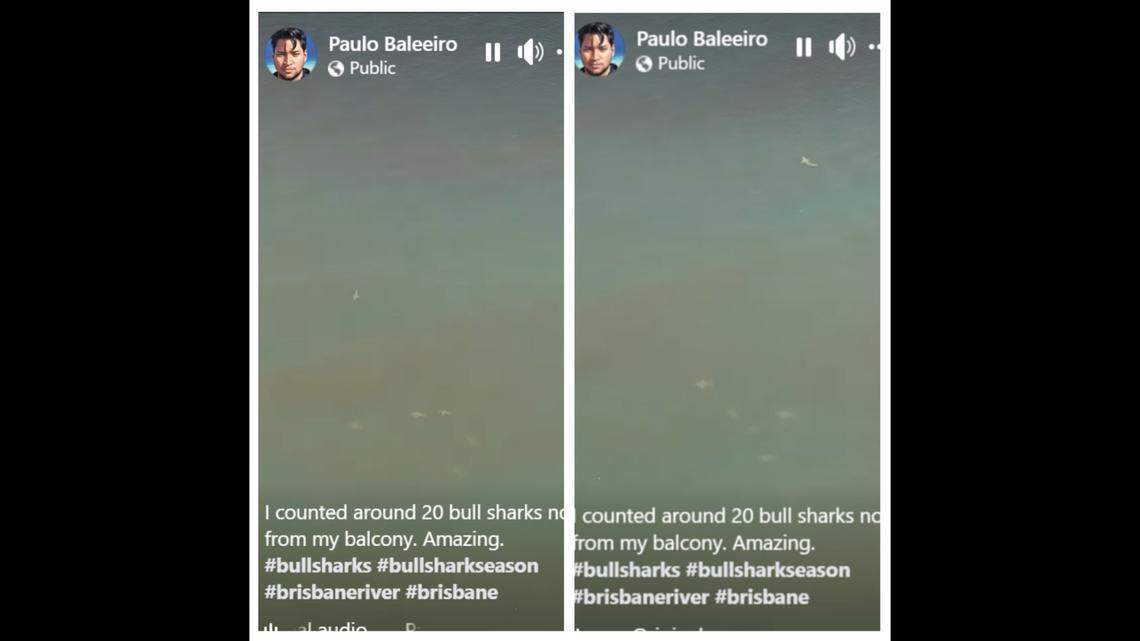 A man in Brisbane, Australia, captured video of a group of around 20 bull sharks swimming around the Brisbane River.
