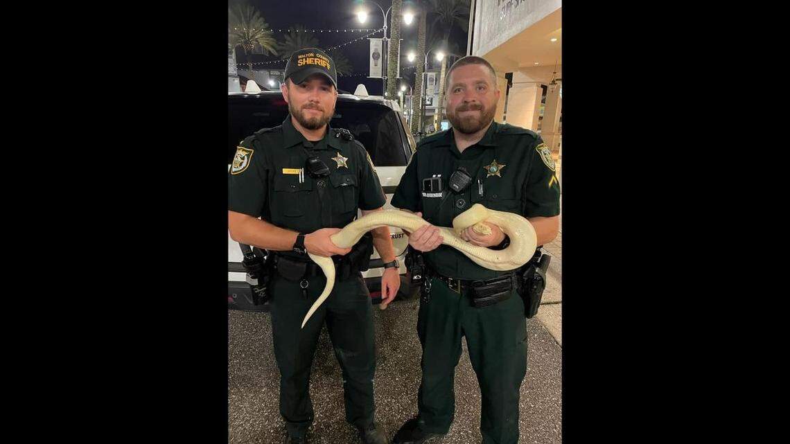 A call about a road obstruction in Walton County, Florida, led Walton County Sheriff’s deputies to an albino ball python.