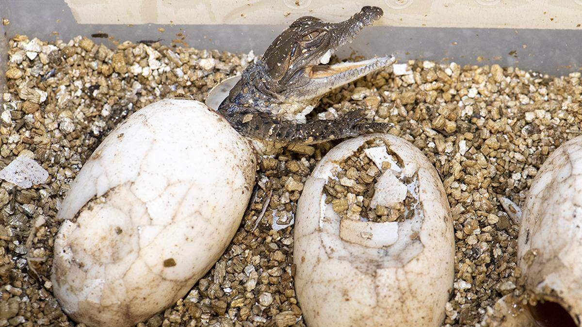 Critically endangered Orinoco crocodiles
