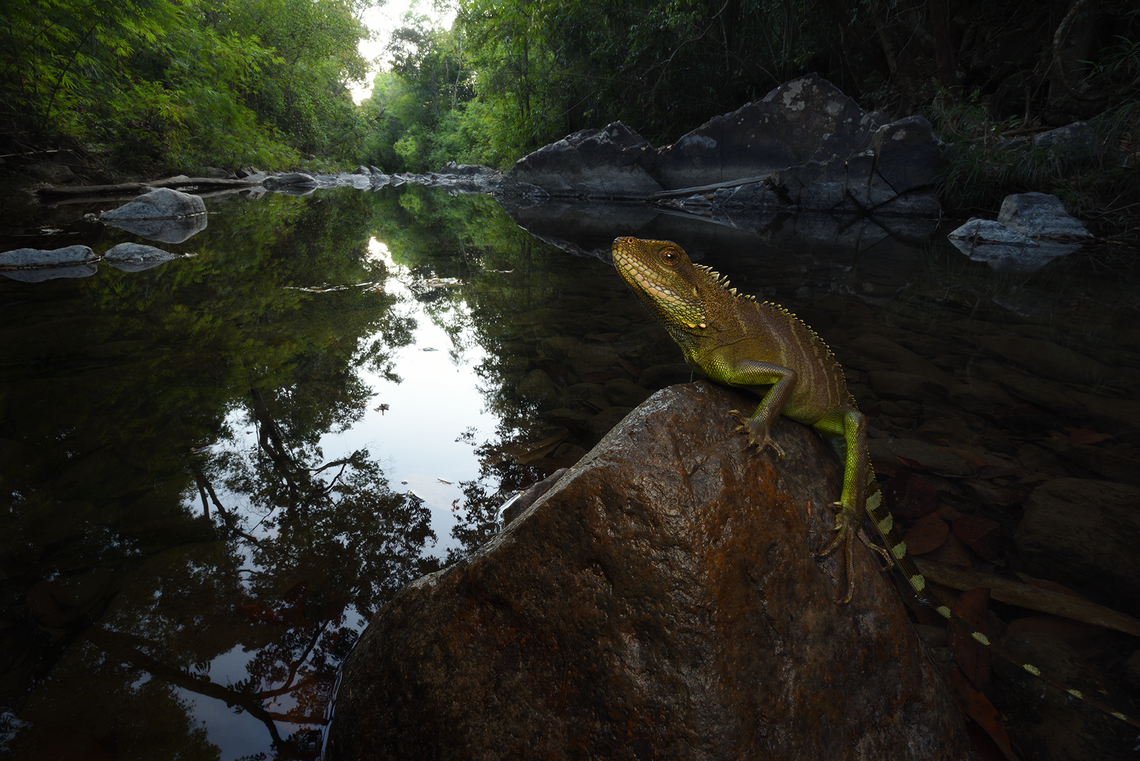 The surveys began in 2018 to study gibbons, but quickly expanded to include many more species, including reptiles like the Indochinese water dragon.