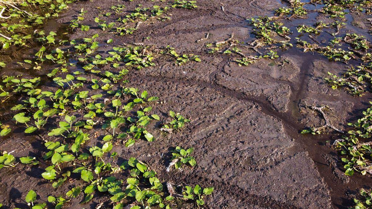 Alligator tracks are seen in the drought wetland at  Everglades National Park in Pembroke Pines, Florida, May 16, 2025.