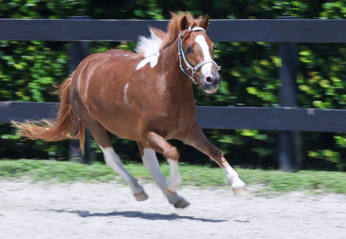 Pegasus, a miniature therapy horse, runs freely inside a manége during a morning outing at Elysian Stables, where he receives care, training and housing, on Monday, Aug. 25, 2025, in Miami. 