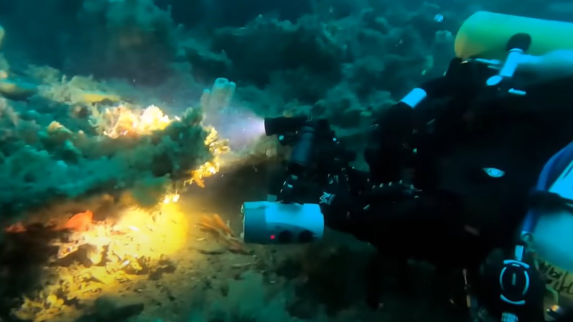 Three divers were on a shipwreck off the coast of Tasmania when they noticed an incredibly rare fish hiding under one of the beams.