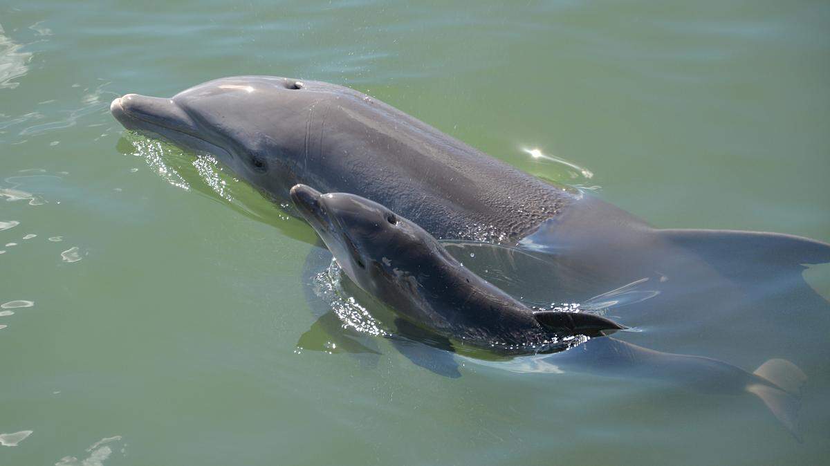 Cayo, a 15-year-old bottlenose dolphin, swims with her calf, who was born at the Dolphin Research Center on Grassy Key in the Florida Keys Thursday, Nov. 3, 2022.