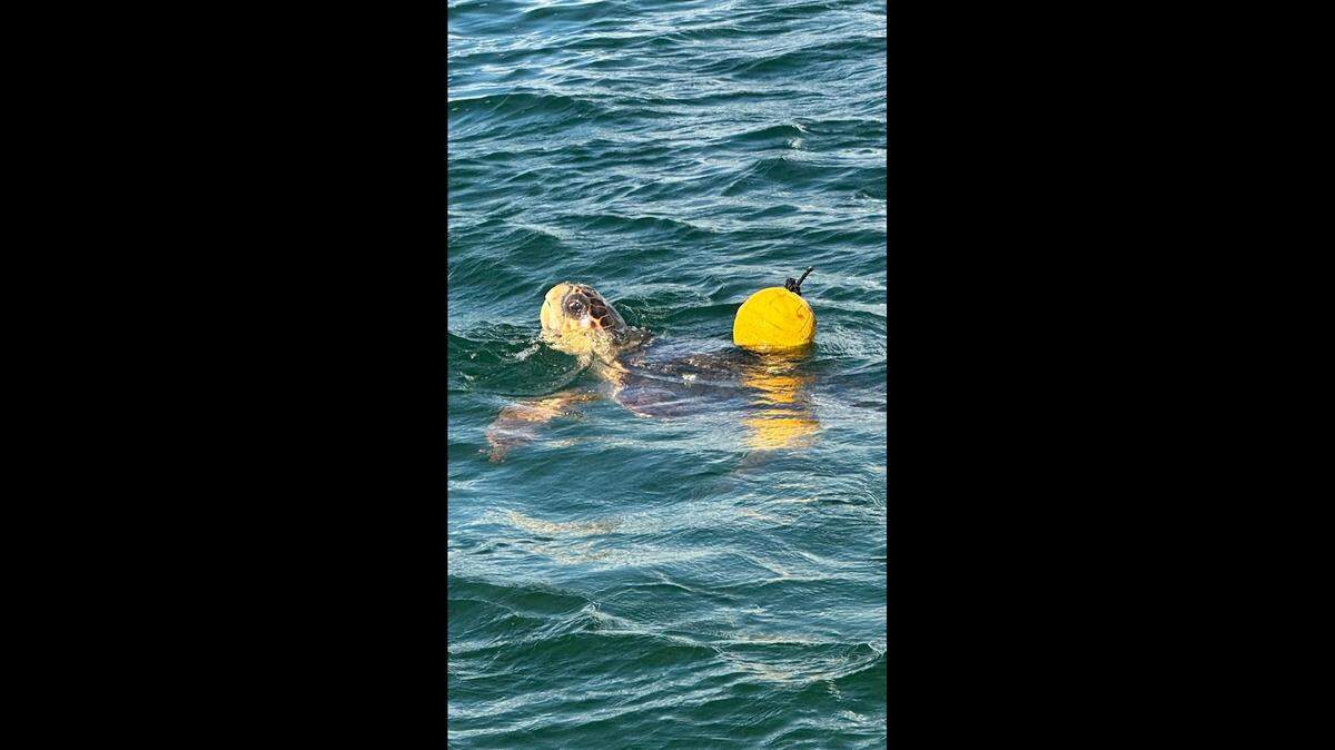A loggerhead sea turtle is tangled in a lobster trap line in the Florida Bay waters off Islamorada in the Florida Keys Friday, Nov. 11, 2022.