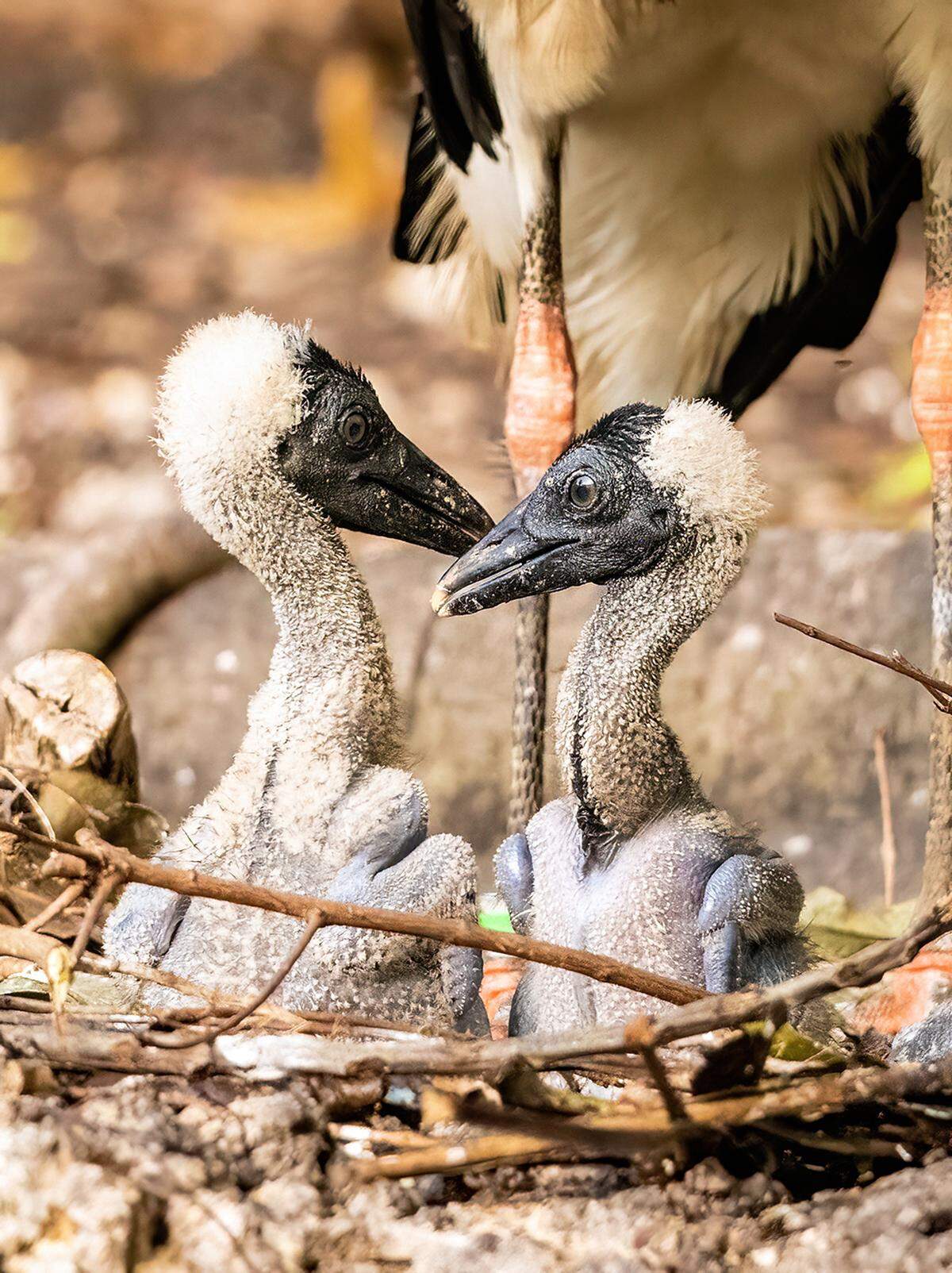 A pair of Abdim’s storks also hatched in the zoo’s “Wings of Asia Aviary” on April 27 and 28.