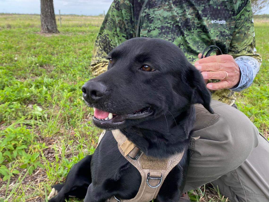 Truman is a 2-year-old black Labrador who was trained to detect invasive Burmese pythons in the Everglades.