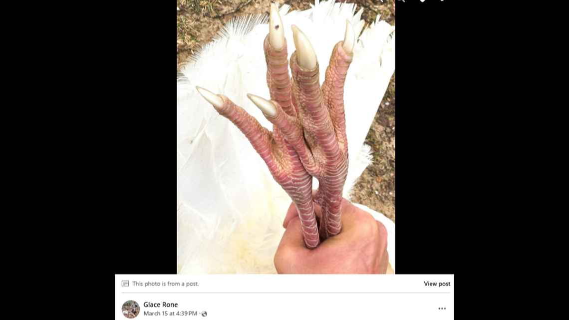 A hunter encountered a leucistic turkey in the Mississippi wilderness on the first day of hunting season, state officials say.