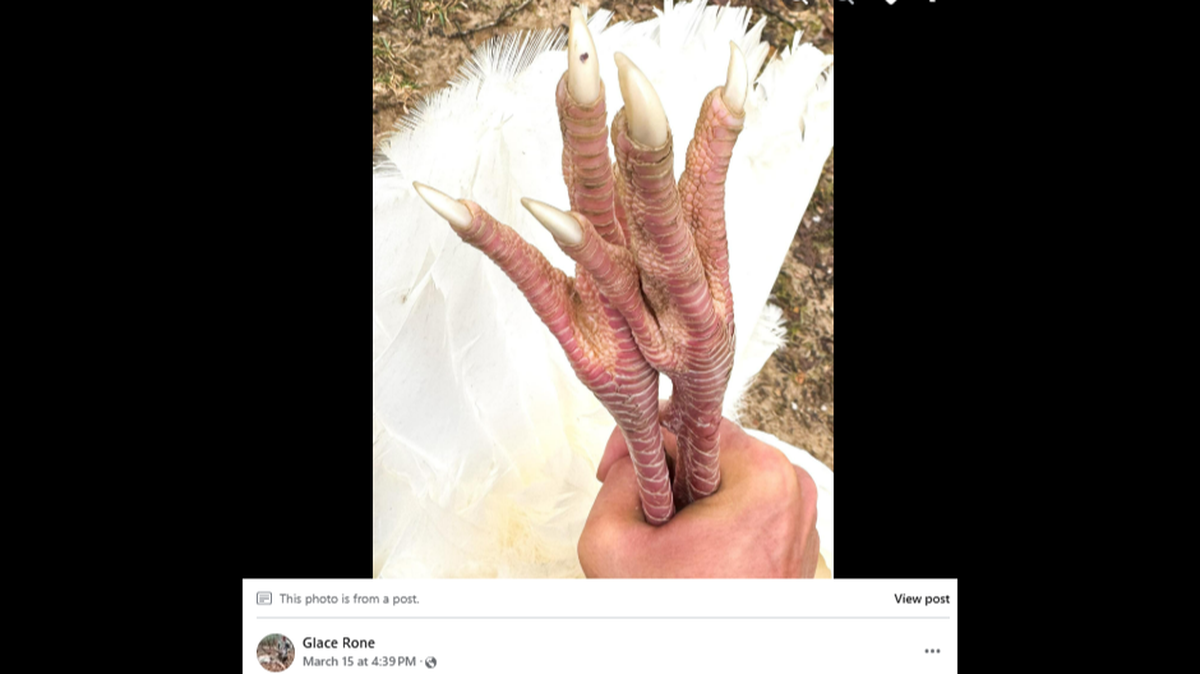 A hunter encountered a leucistic turkey in the Mississippi wilderness on the first day of hunting season, state officials say.
