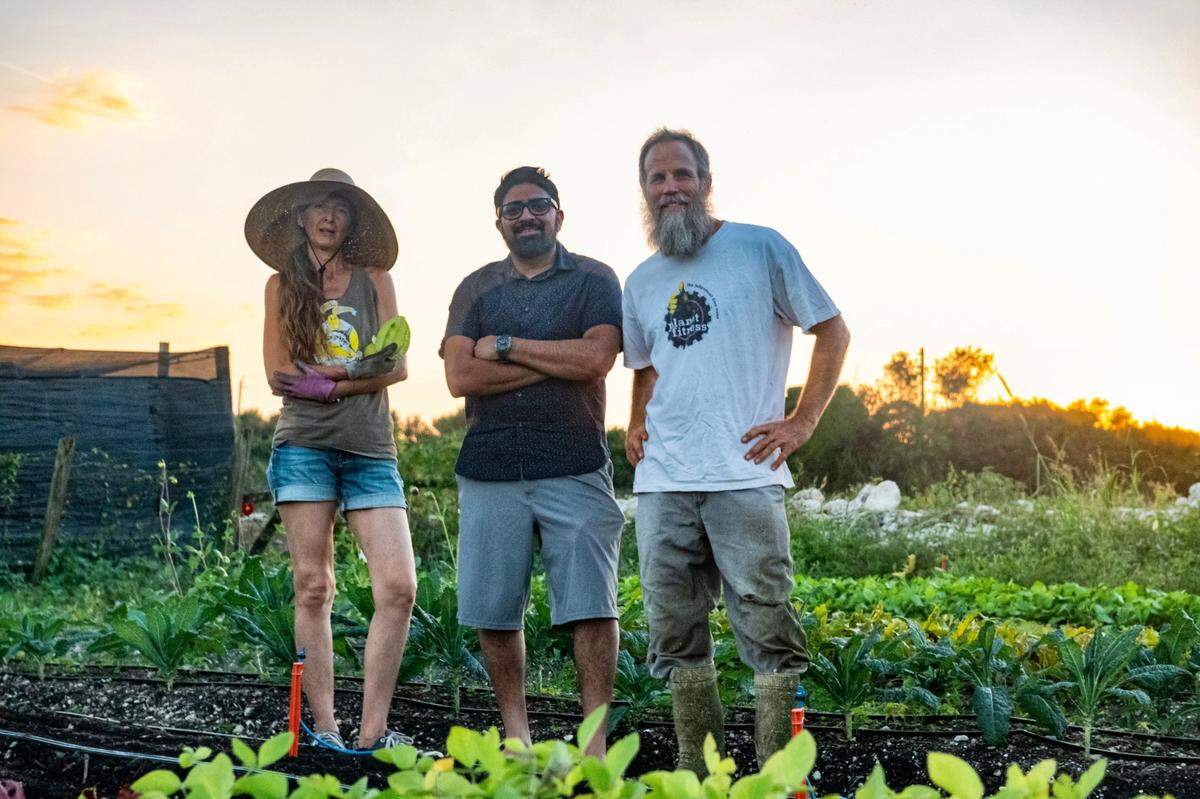 El chef Niven Patel, en el centro, trabaja con los agricultores Laura y Brendan Sutton para cosechar productos específicamente para su restaurante, cultivados en la extensión de terreno que hay detrás de su casa en Homestead y en la cercana propiedad de la pareja.