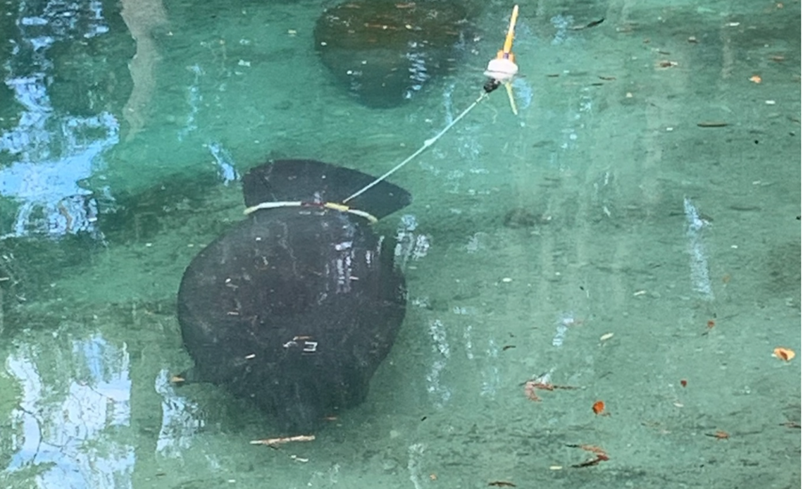 A recently released manatee with a tracking device in Florida.